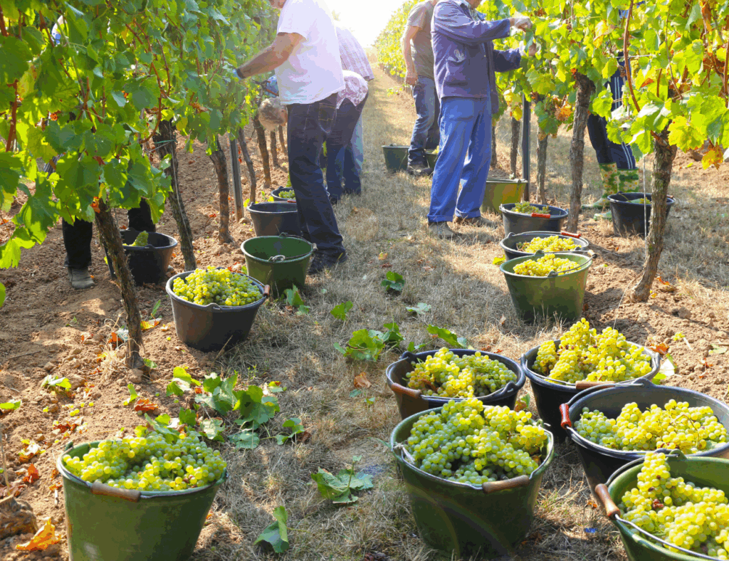vendage bordeaux
